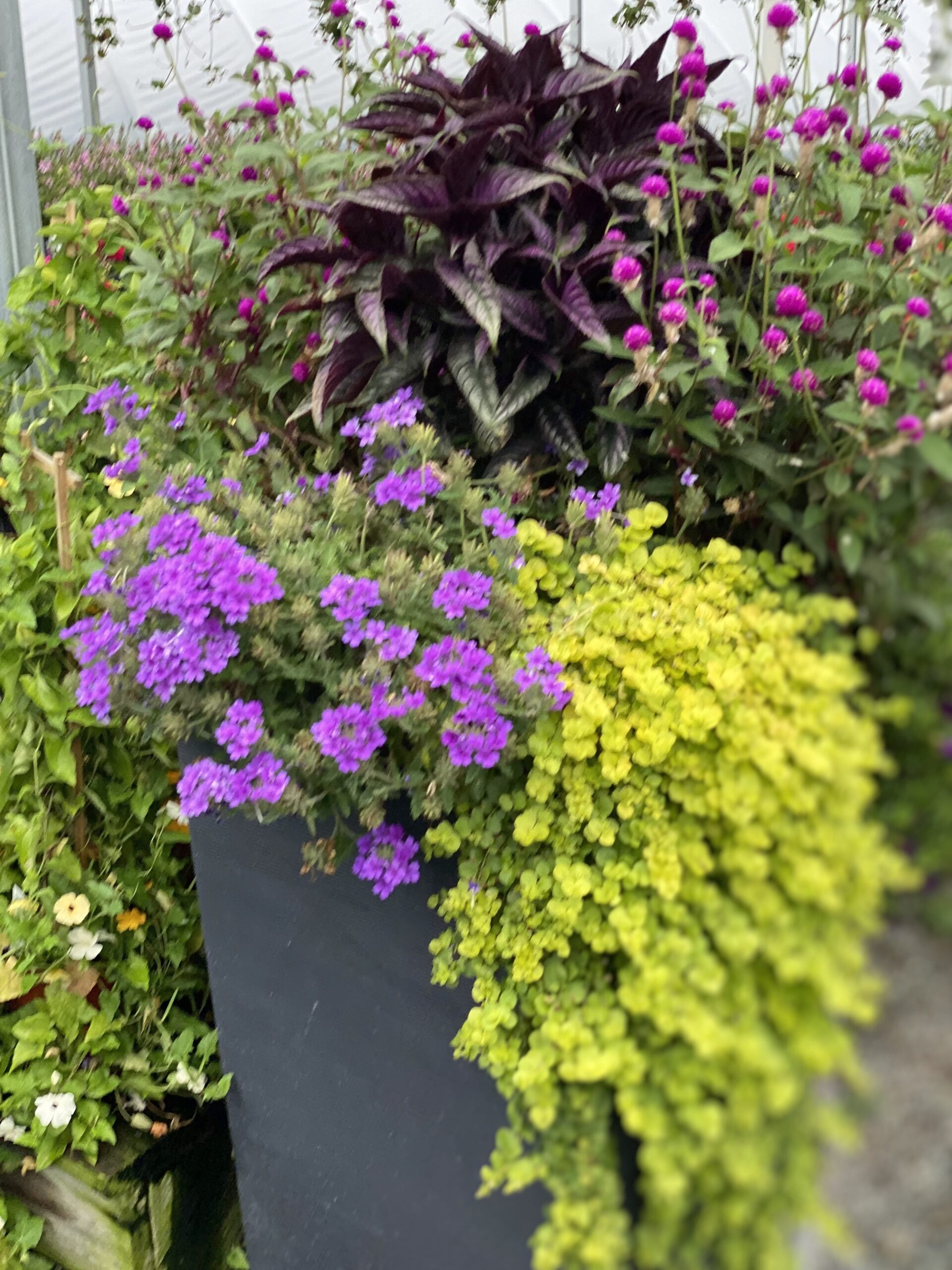 Portfolio - Container Gardens - Bella Terra Landscapes
