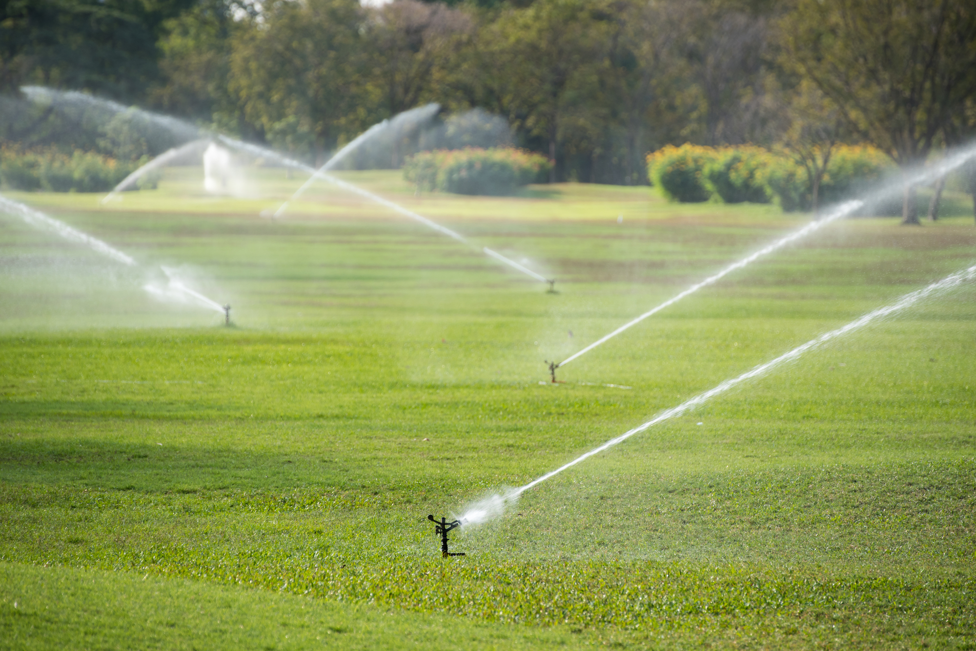 Sprinklers watering an open green lawn