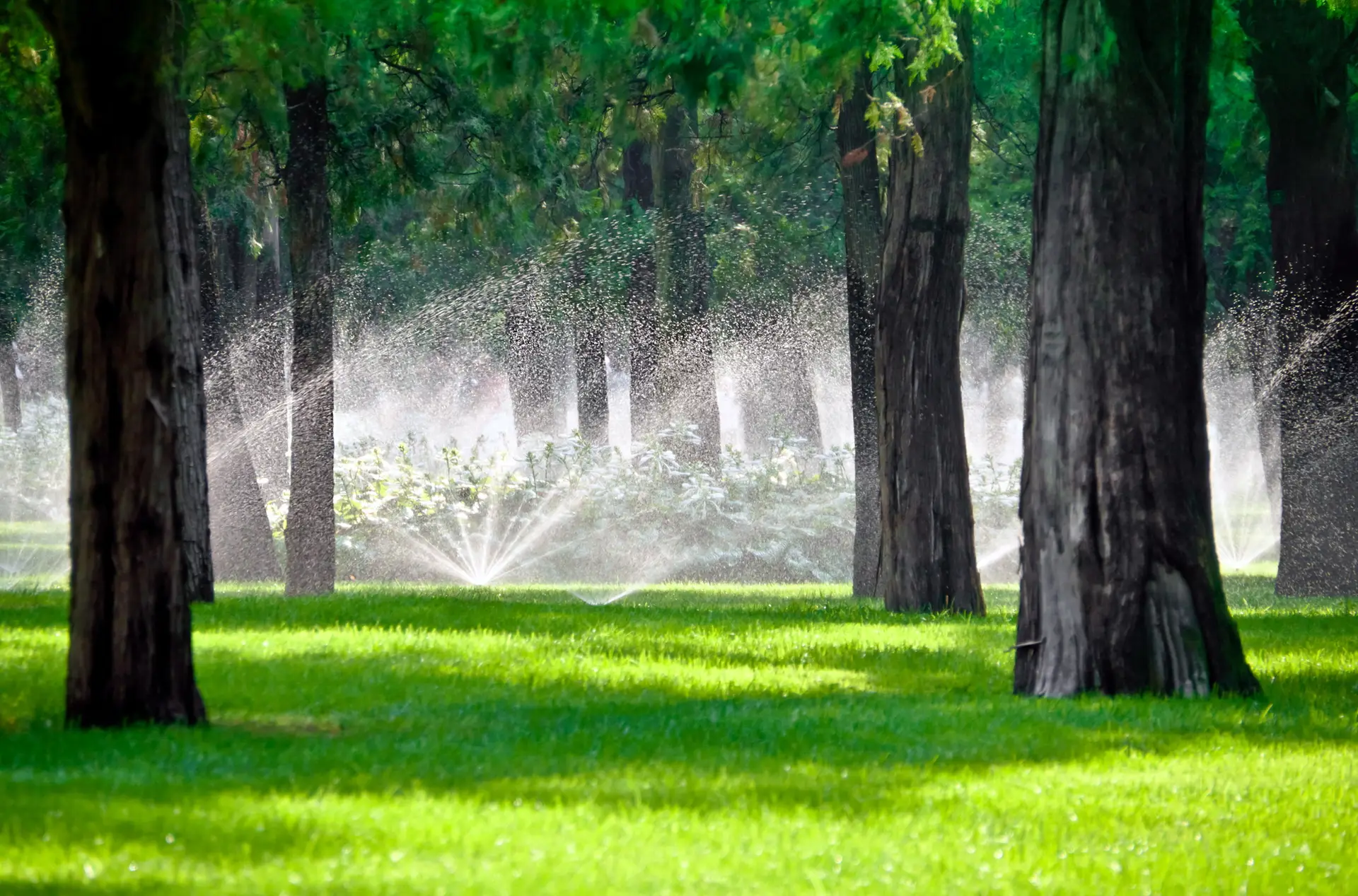 Sprinklers watering a green lawn among mature trees