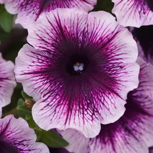 Petunia 'Headliner' Series 4.5 inch