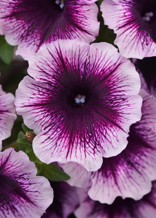 Petunia 'Headliner' Series 4.5 inch
