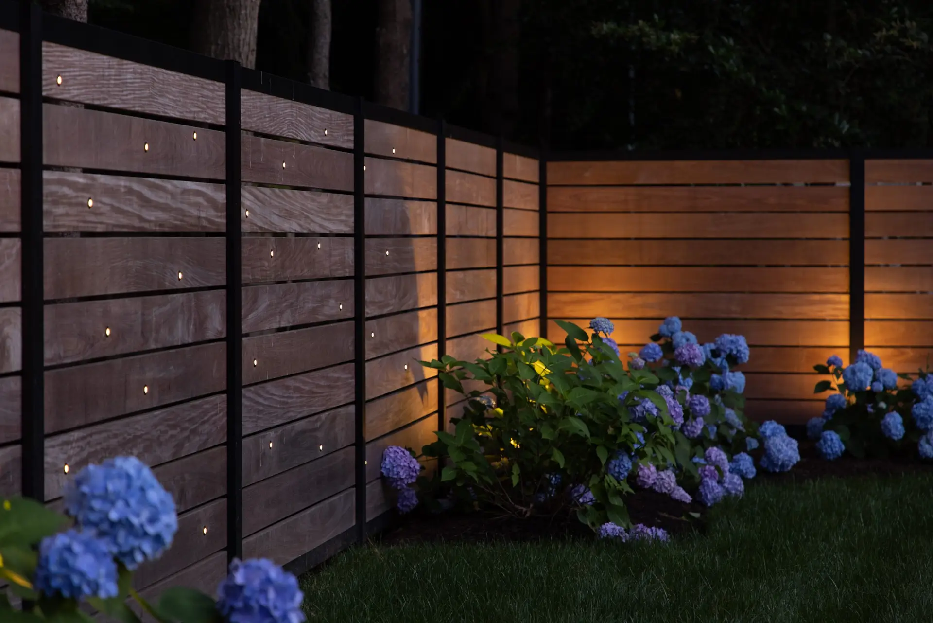 Flowering hydrangeas beside an illuminated wood privacy fence in a Bella Terra project