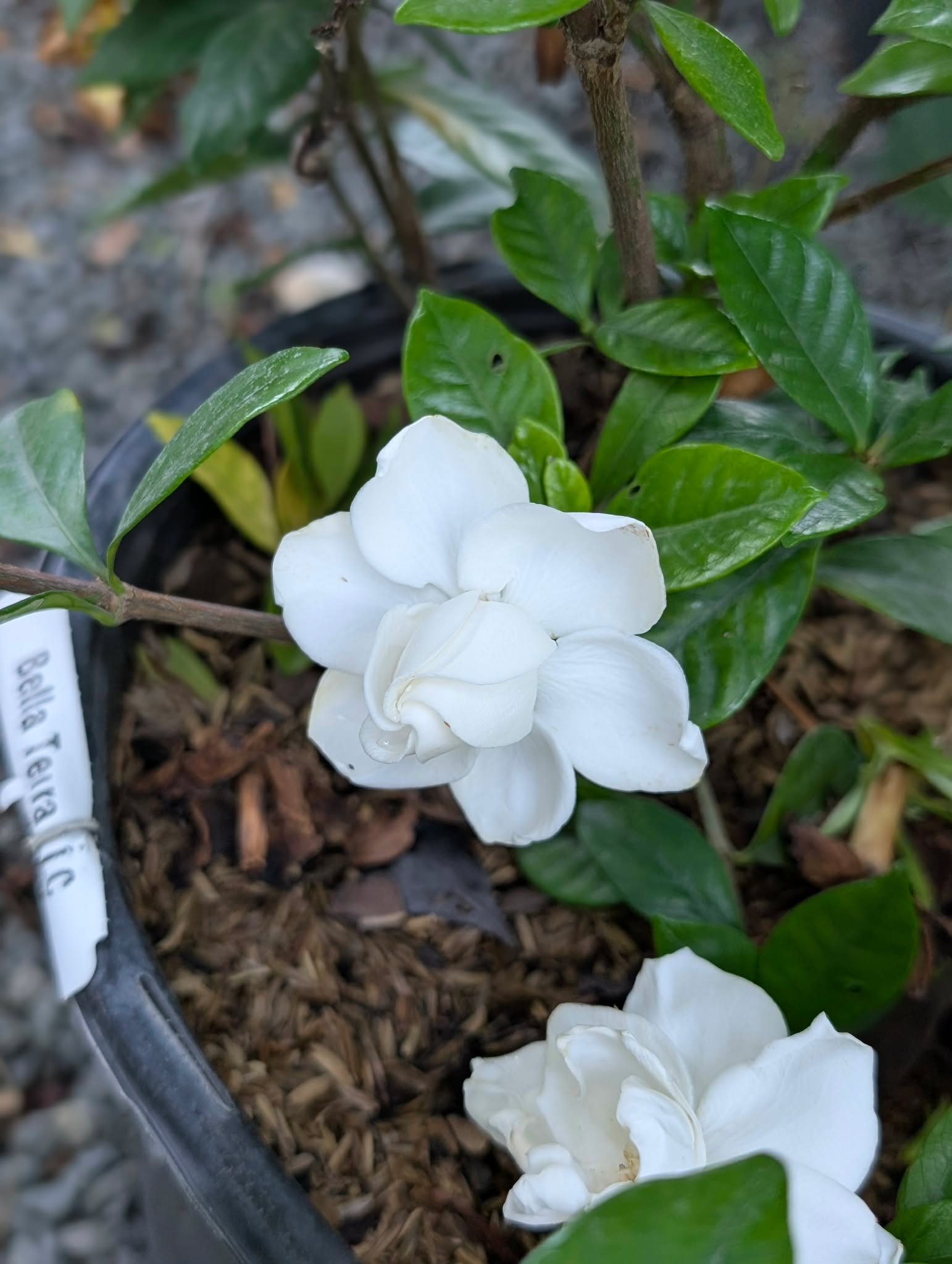 Heat-loving flowers