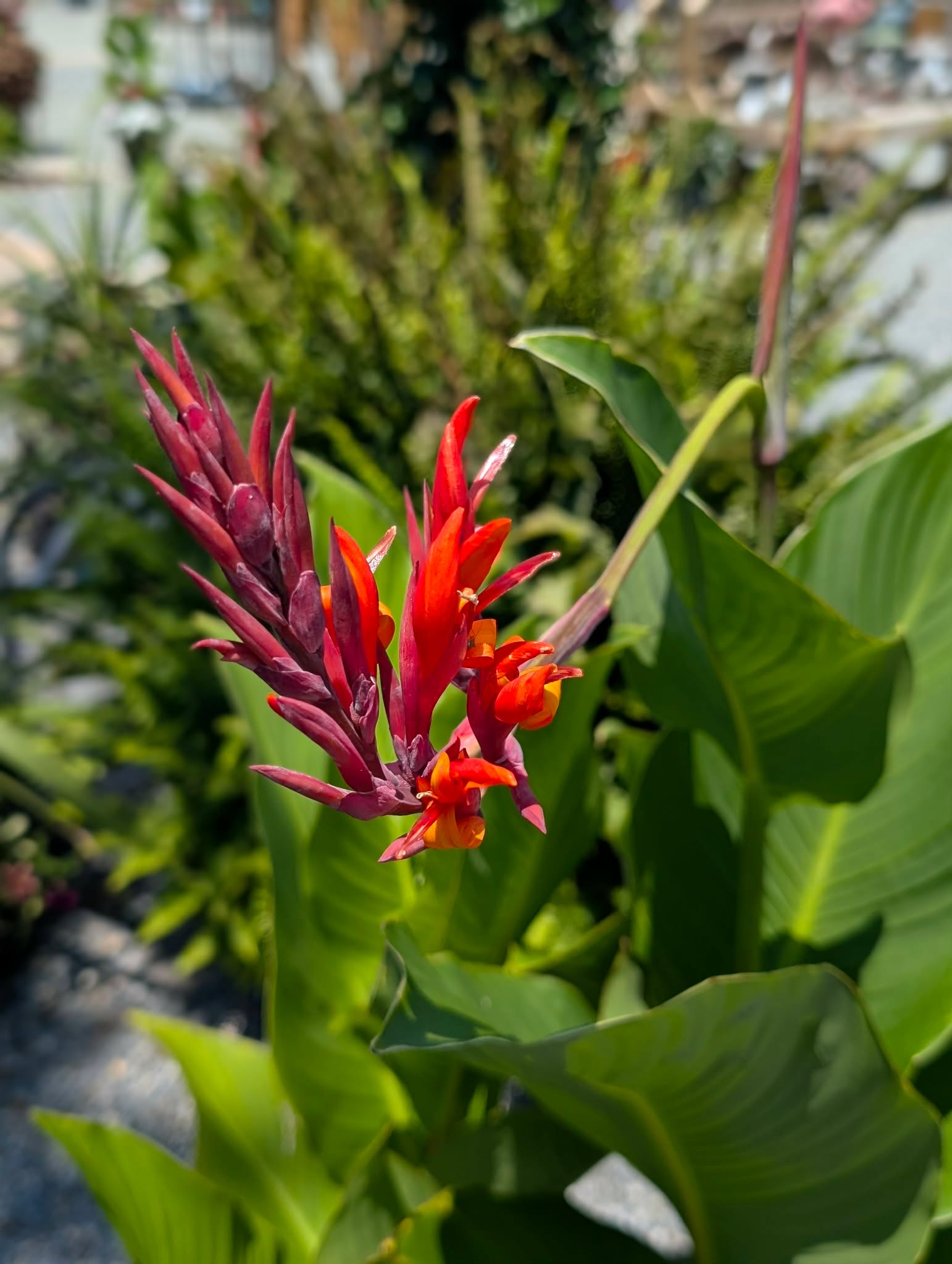 Bold summer color