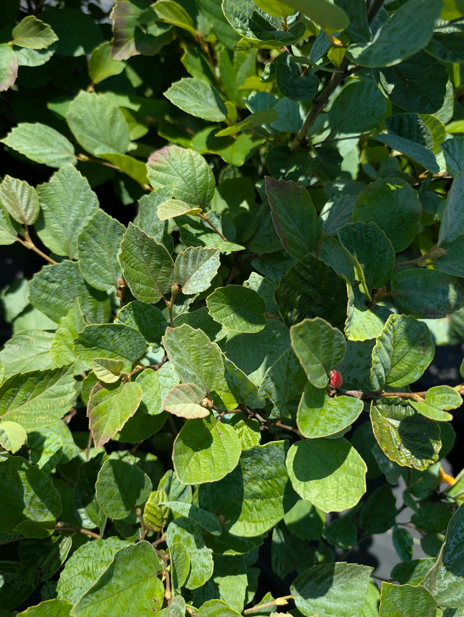 Pollinator-friendly blooms