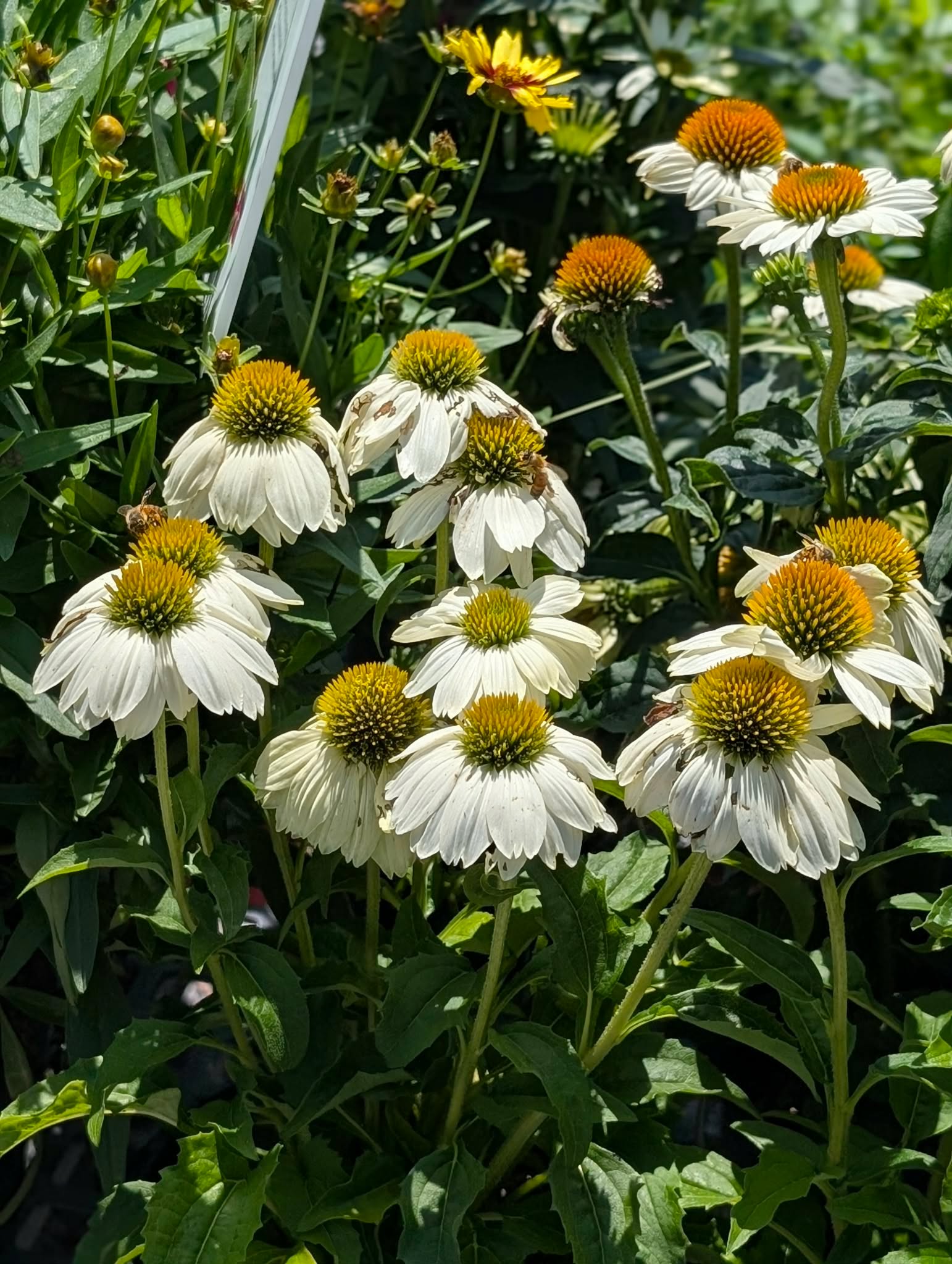 Native and pollinator favorite