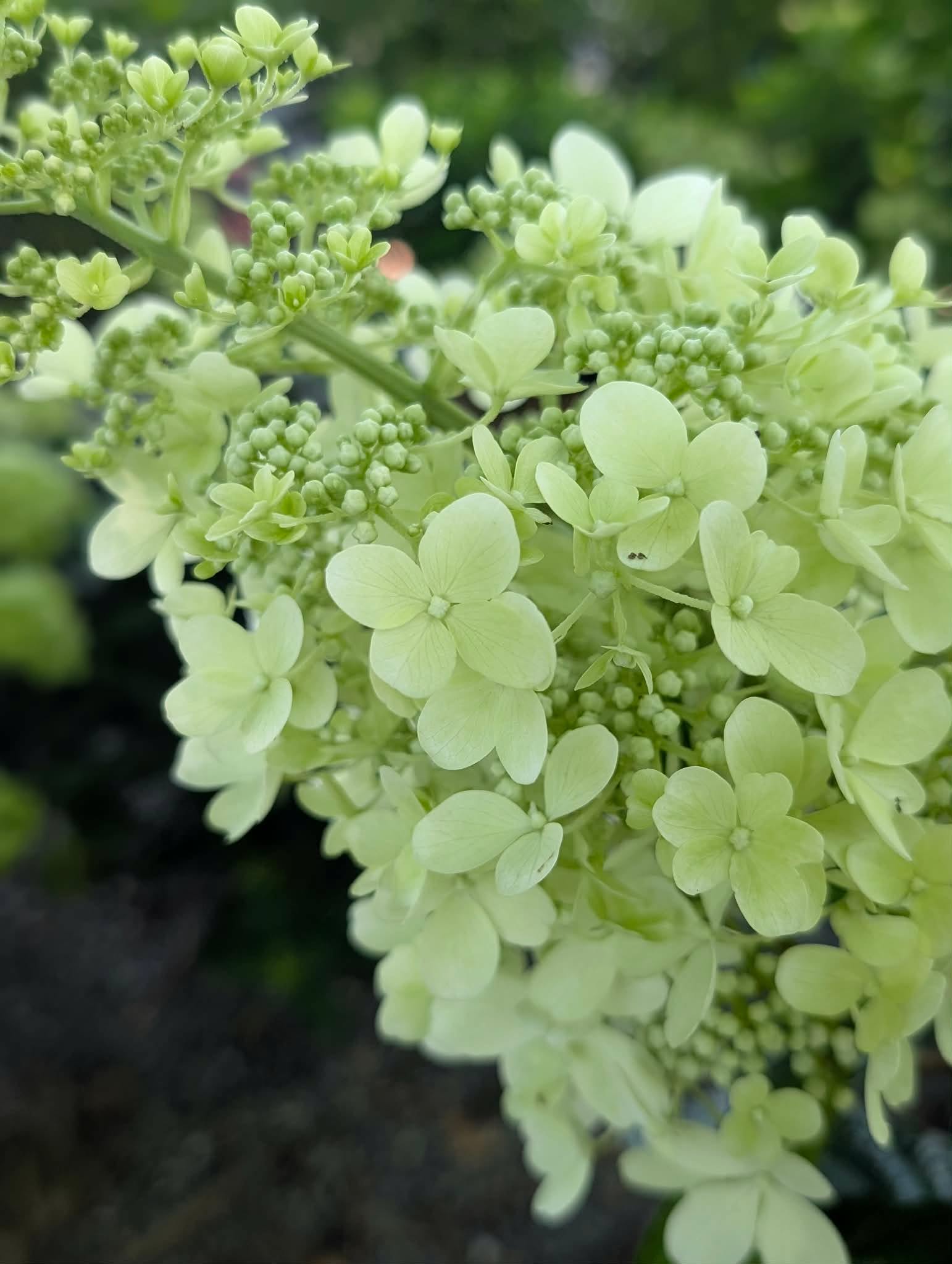 Hydrangeas