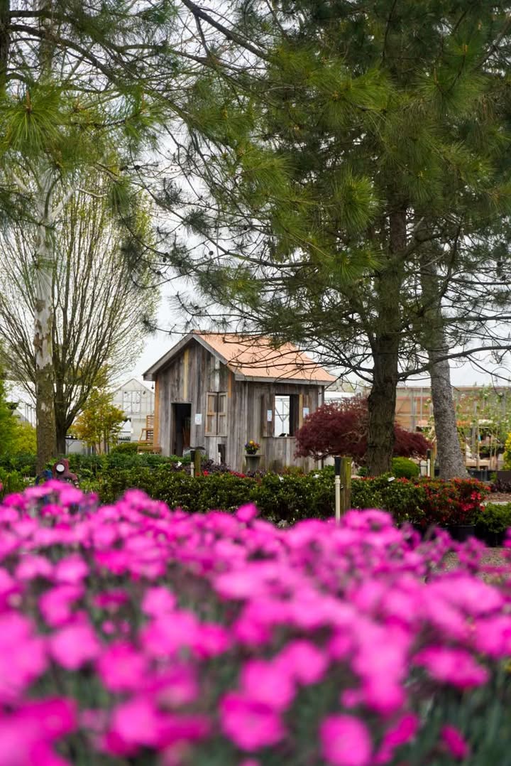 Bella Terra garden shed