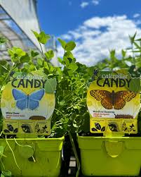 Caterpillar Candy