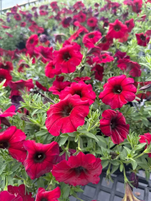 Vibrant red flowers at Bella Terra Garden Center