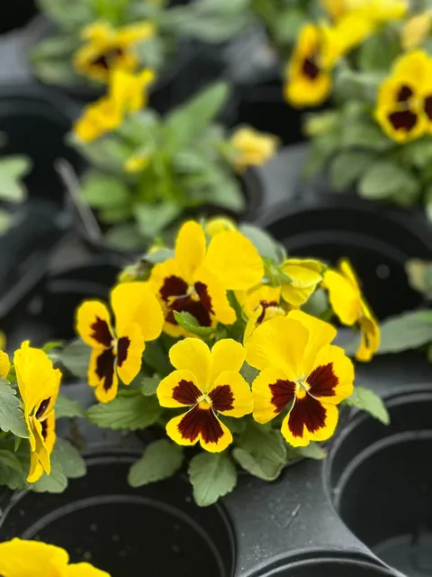 Yellow pansies ready for planting at Bella Terra Garden Center