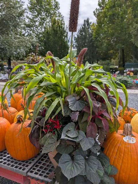 Fall planter and pumpkins at Bella Terra Garden Center