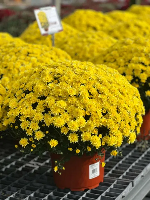 Full yellow mum in the Bella Terra greenhouse