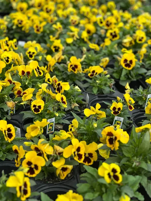 Bright display of yellow pansies at Bella Terra Garden Center