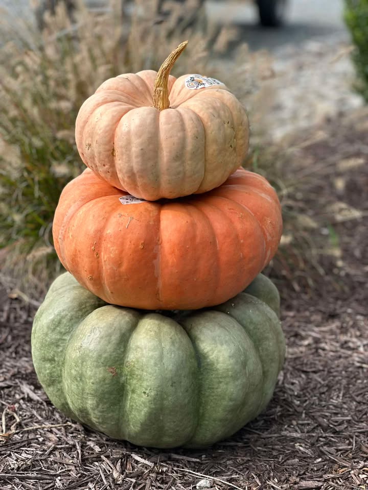 Three colorful pumpkins stacked at Bella Terra Garden Center