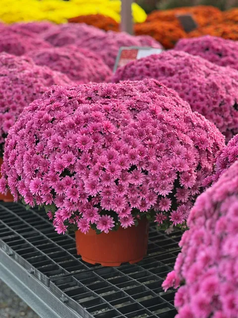 Rows of pink mums at Bella Terra Garden Center