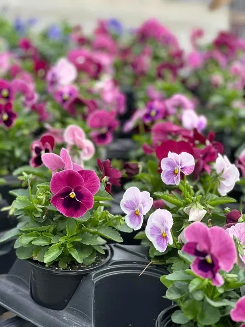 Pink and purple pansies at Bella Terra Garden Center