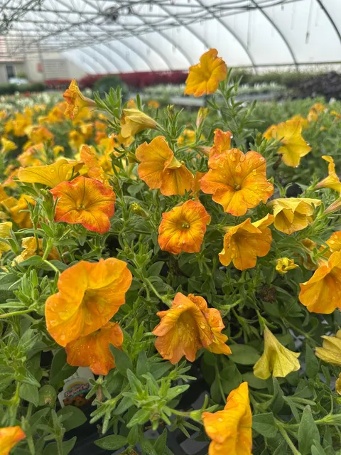 Orange flowers blooming in the Bella Terra greenhouse